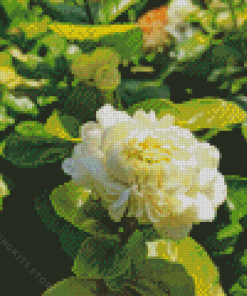 Jasminum Sambac 5D Diamond Painting