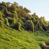 Kudzu 5D Diamond Painting