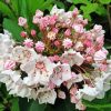 Mountain Laurel 5D Diamond Painting