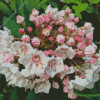 Mountain Laurel 5D Diamond Painting