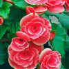 Pink Begonias 5D Diamond Painting