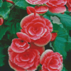 Pink Begonias 5D Diamond Painting