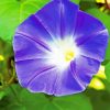 Purple Morning Glory 5D Diamond Painting