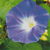 Purple Morning Glory 5D Diamond Painting