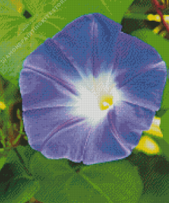 Purple Morning Glory 5D Diamond Painting