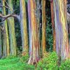 Rainbow Eucalyptus 5D Diamond Painting