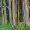 Rainbow Eucalyptus 5D Diamond Painting