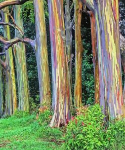 Rainbow Eucalyptus 5D Diamond Painting