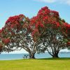 Red Pohutukawa 5D Diamond Painting