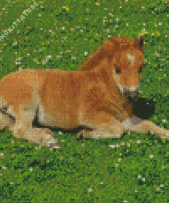 Shetland Pony 5D Diamond Painting