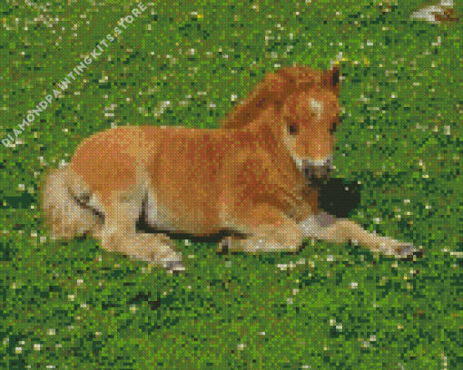 Shetland Pony 5D Diamond Painting