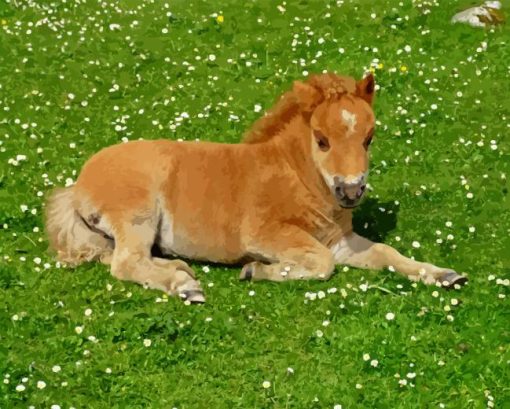 Shetland Pony 5D Diamond Painting