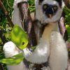 Sifaka 5D Diamond Painting