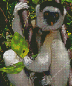 Sifaka 5D Diamond Painting