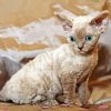 The Devon Rex Cat 5D Diamond Painting