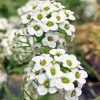 White Alyssum Plants 5D Diamond Painting