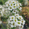 White Alyssum Plants 5D Diamond Painting