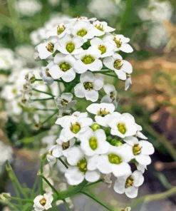 White Alyssum Plants 5D Diamond Painting