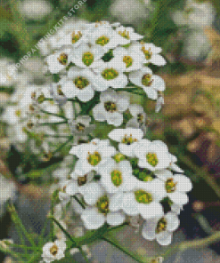 White Alyssum Plants 5D Diamond Painting