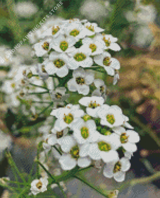 White Alyssum Plants 5D Diamond Painting