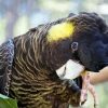 Tailed Black Cockatoo 5D Diamond Painting