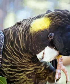 Tailed Black Cockatoo 5D Diamond Painting