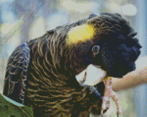 Tailed Black Cockatoo 5D Diamond Painting