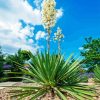 Yucca Flower 5D Diamond Painting