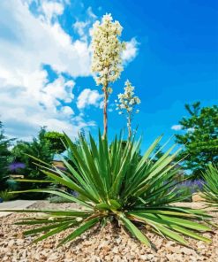 Yucca Flower 5D Diamond Painting