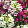 Alyssum 5D Diamond Painting