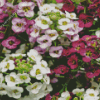 Alyssum 5D Diamond Painting