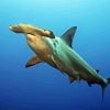 Hammerhead Shark 5D Diamond Painting