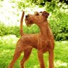 Irish Terrier 5D Diamond Painting