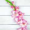 Pink Gladiolus 5D Diamond Painting