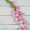 Pink Gladiolus 5D Diamond Painting