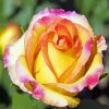 Colorful Rosa Peace 5D Diamond Painting