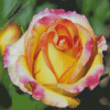 Colorful Rosa Peace 5D Diamond Painting