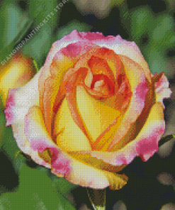 Colorful Rosa Peace 5D Diamond Painting