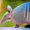 Armadillo Animal 5D Diamond Painting