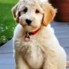 Blonde Labradoodle Puppy 5D Diamond Painting