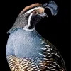 California Quail 5D Diamond Painting