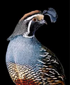 California Quail 5D Diamond Painting