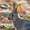 Close Up European Rabbit 5D Diamond Painting