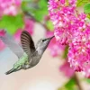 Hummingbird And Pink Flowers 5D Diamond Painting