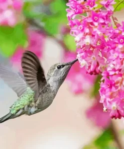 Hummingbird And Pink Flowers 5D Diamond Painting