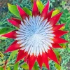 King Protea 5D Diamond Painting