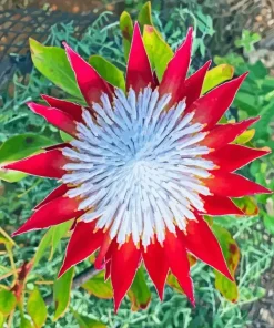 King Protea 5D Diamond Painting