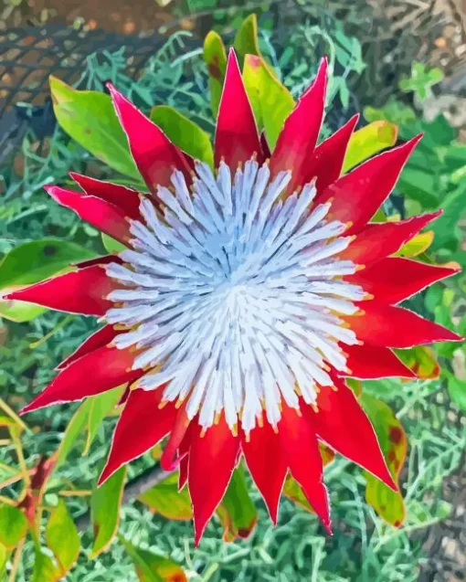 King Protea 5D Diamond Painting