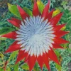 King Protea 5D Diamond Painting