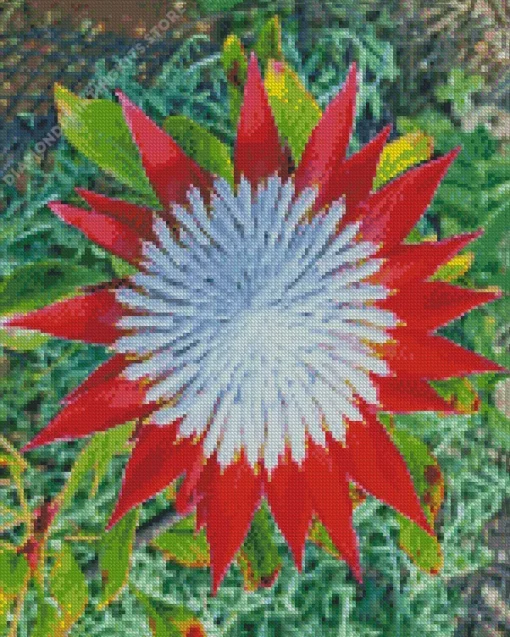 King Protea 5D Diamond Painting